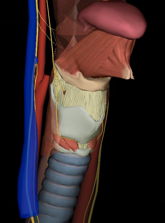 UG upper airway anesthesia for awake intubation N.