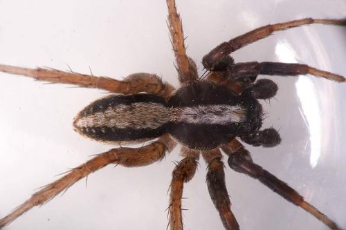 Obr. 4: Mapa výskytu slíďáka Alopecosa aculeata (pouze lokalita Jesličky) Obr. 5: Dospělý samec Alopecosa aculeata (foto NETWIG ET AL.