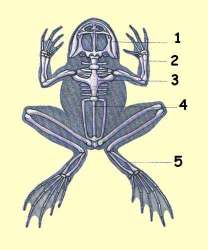 pohybem ke zdraví! aneb jak se obojživelníci pohybují + soustava kosterní, svalová V dospělosti se pohybujeme také po souši, čemuž se musela přizpůsobit i naše kostra.