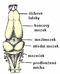 Jak se orientujeme v prostředí! aneb soustava smyslová a nervová. Naše nervová soustava se podobá nervové soustavě ryb.