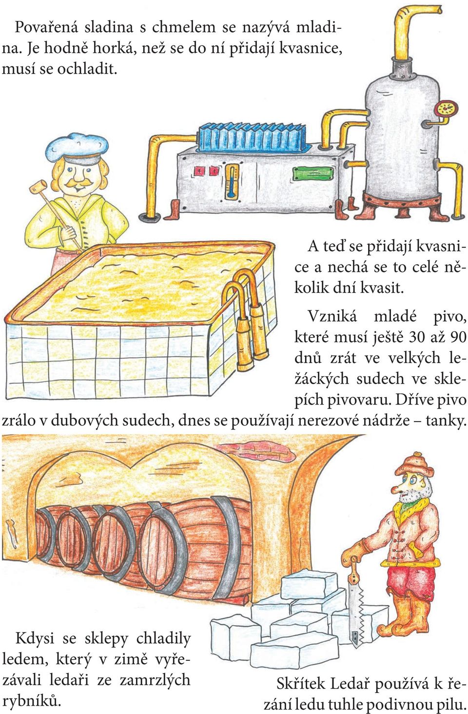 Vzniká mladé pivo, které musí ještě 30 až 90 dnů zrát ve velkých ležáckých sudech ve sklepích pivovaru.