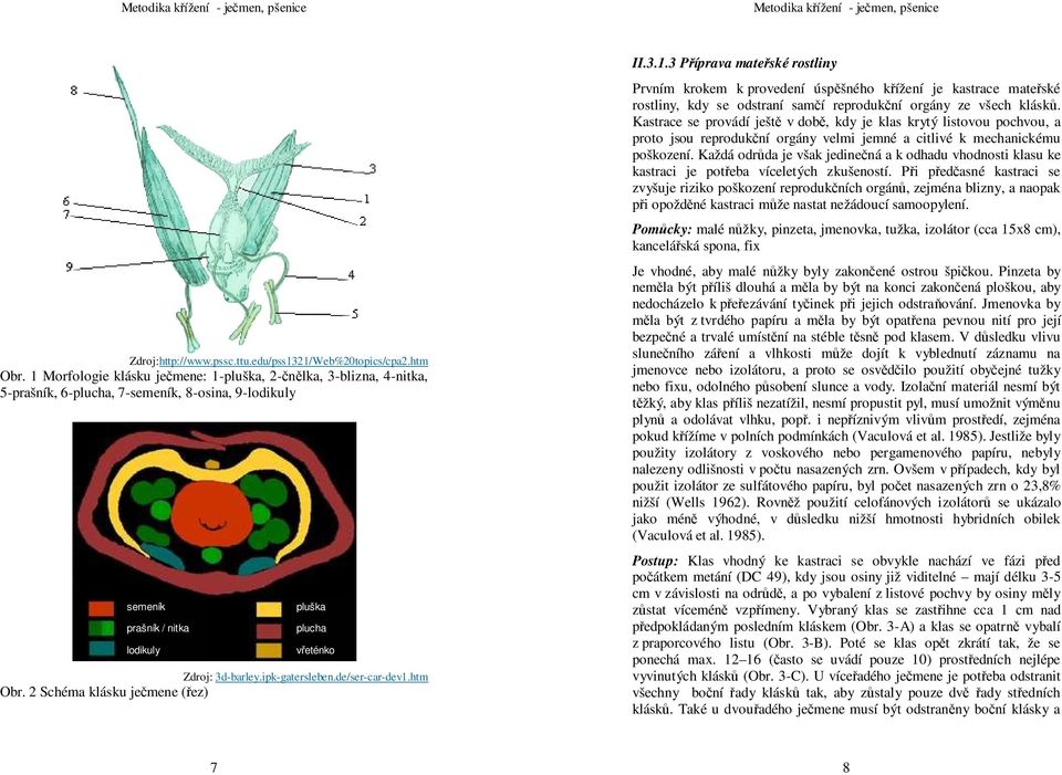 ipk-gatersleben.de/ser-car-dev1.htm Obr. 2 Schéma klásku ječmene (řez) II.3.1.3 Příprava mateřské rostliny Prvním krokem k provedení úspěšného křížení je kastrace mateřské rostliny, kdy se odstraní samčí reprodukční orgány ze všech klásků.