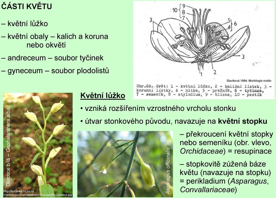 jpg Květní lůžko vzniká rozšířením vzrostného vrcholu stonku útvar stonkového původu, navazuje na květní stopku překroucení květní stopky