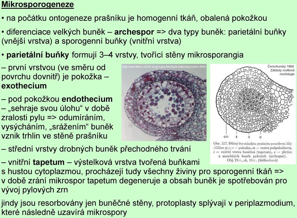 zralosti pylu => odumíráním, vysýcháním, srážením buněk vznik trhlin ve stěně prašníku střední vrstvy drobných buněk přechodného trvání http://biomikro.vscht.cz/groups/biologie/mikro/pouzdro.