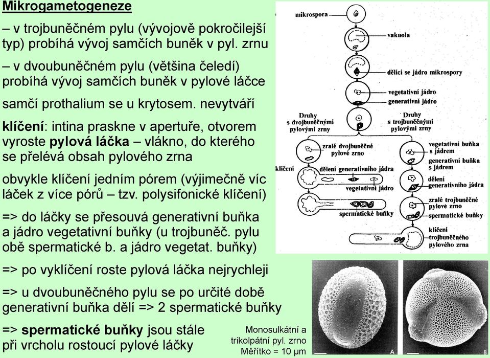 nevytváří klíčení: intina praskne v apertuře, otvorem vyroste pylová láčka vlákno, do kterého se přelévá obsah pylového zrna obvykle klíčení jedním pórem (výjimečně víc láček z více pórů tzv.