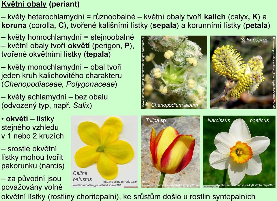 (petala) květy homochlamydní = stejnoobalné květní obaly tvoří okvětí (perigon, P), tvořené okvětními lístky (tepala) květy monochlamydní obal tvoří jeden kruh kalichovitého charakteru