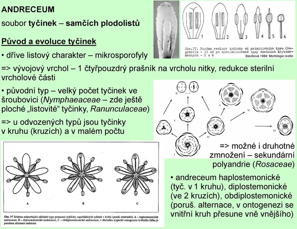 odvozených typů jsou tyčinky v kruhu (kruzích) a v malém počtu Slavíková 1984: Morfologie rostlin => možné i druhotné zmnožení sekundární polyandrie (Rosaceae)