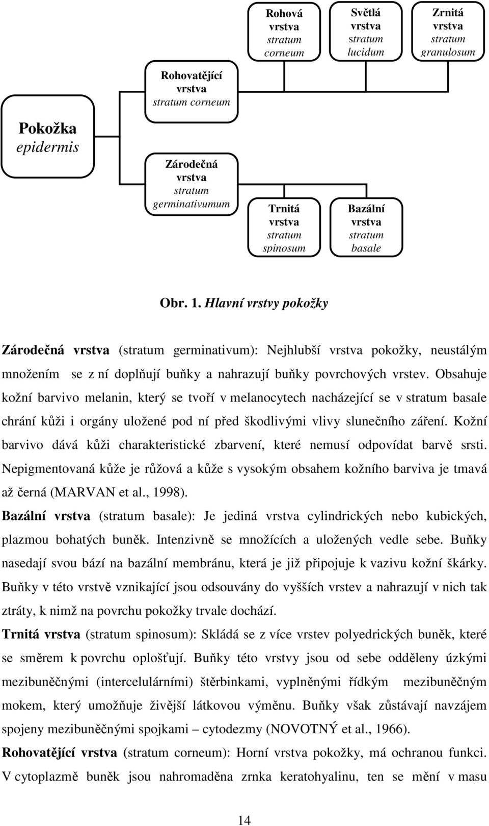 Hlavní vrstvy pokožky Zárodečná vrstva (stratum germinativum): Nejhlubší vrstva pokožky, neustálým množením se z ní doplňují buňky a nahrazují buňky povrchových vrstev.