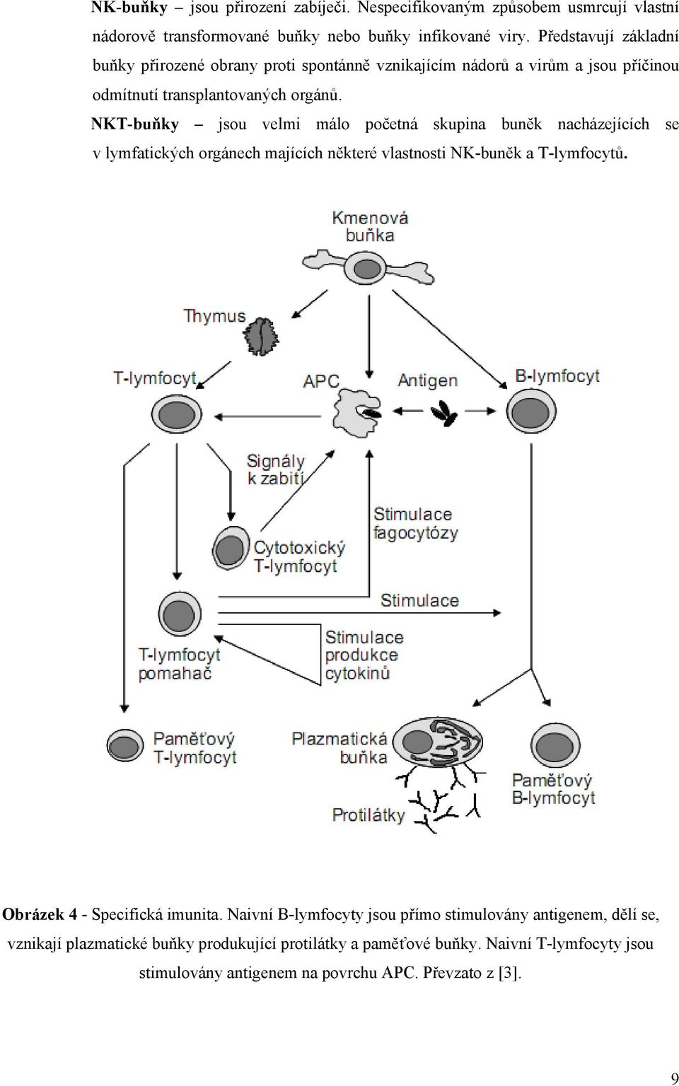 NKT-buňky jsou velmi málo početná skupina buněk nacházejících se v lymfatických orgánech majících některé vlastnosti NK-buněk a T-lymfocytů.