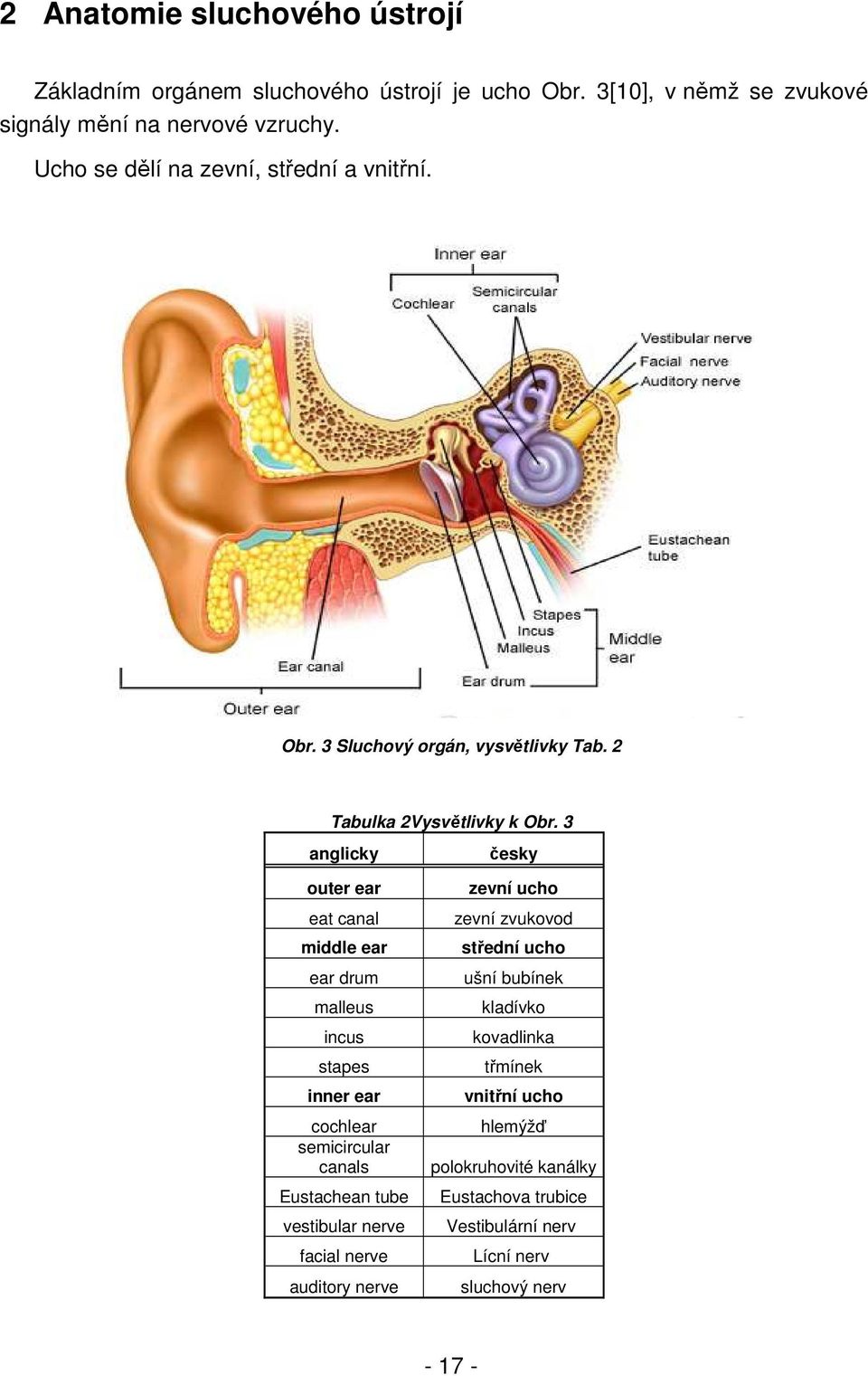 3 anglicky česky outer ear eat canal middle ear ear drum malleus incus stapes inner ear cochlear semicircular canals Eustachean tube vestibular nerve