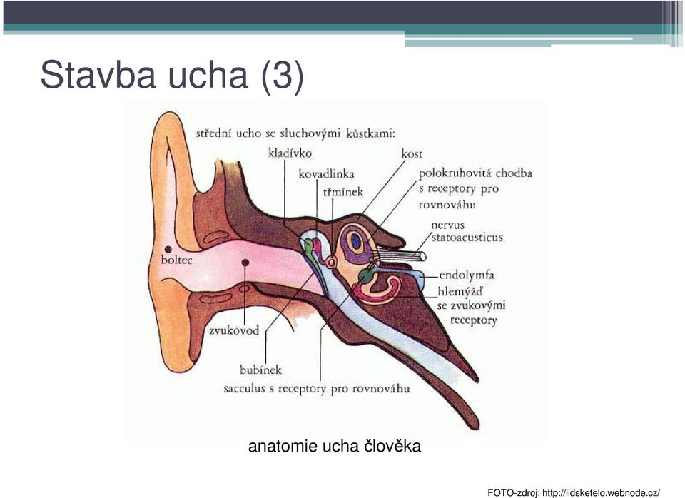 člověka FOTO-zdroj: