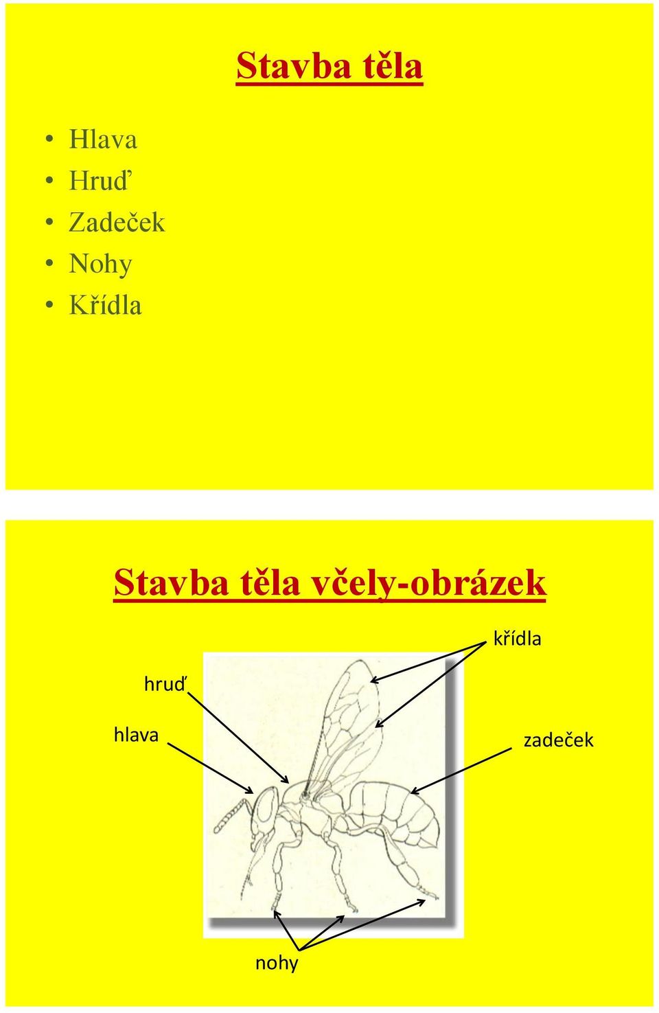 Stavba těla