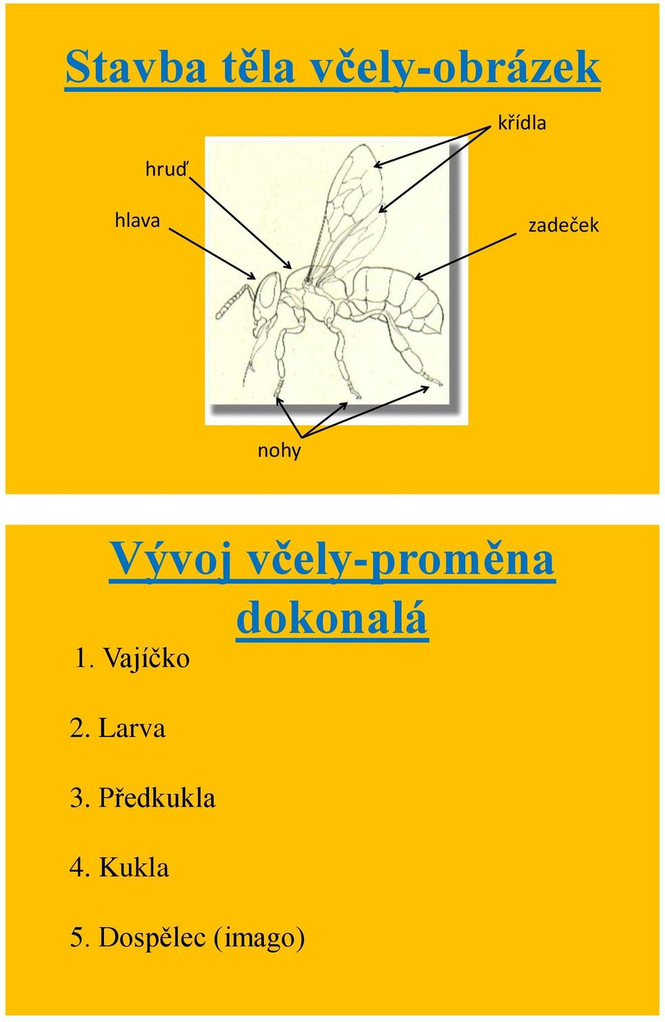 včely-proměna dokonalá 1. Vajíčko 2.