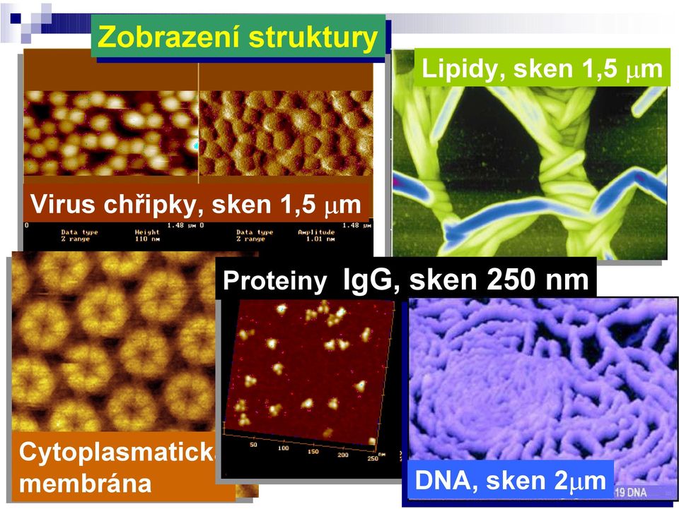 µm Proteiny IgG, sken 250 nm