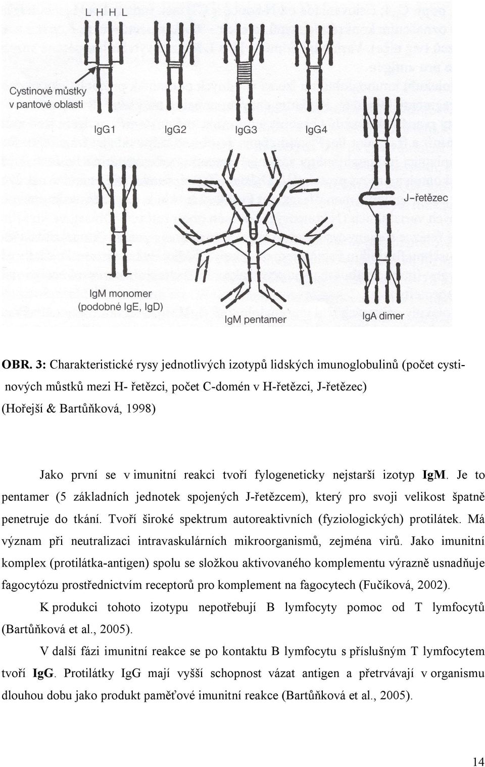 Tvoří široké spektrum autoreaktivních (fyziologických) protilátek. Má význam při neutralizaci intravaskulárních mikroorganismů, zejména virů.