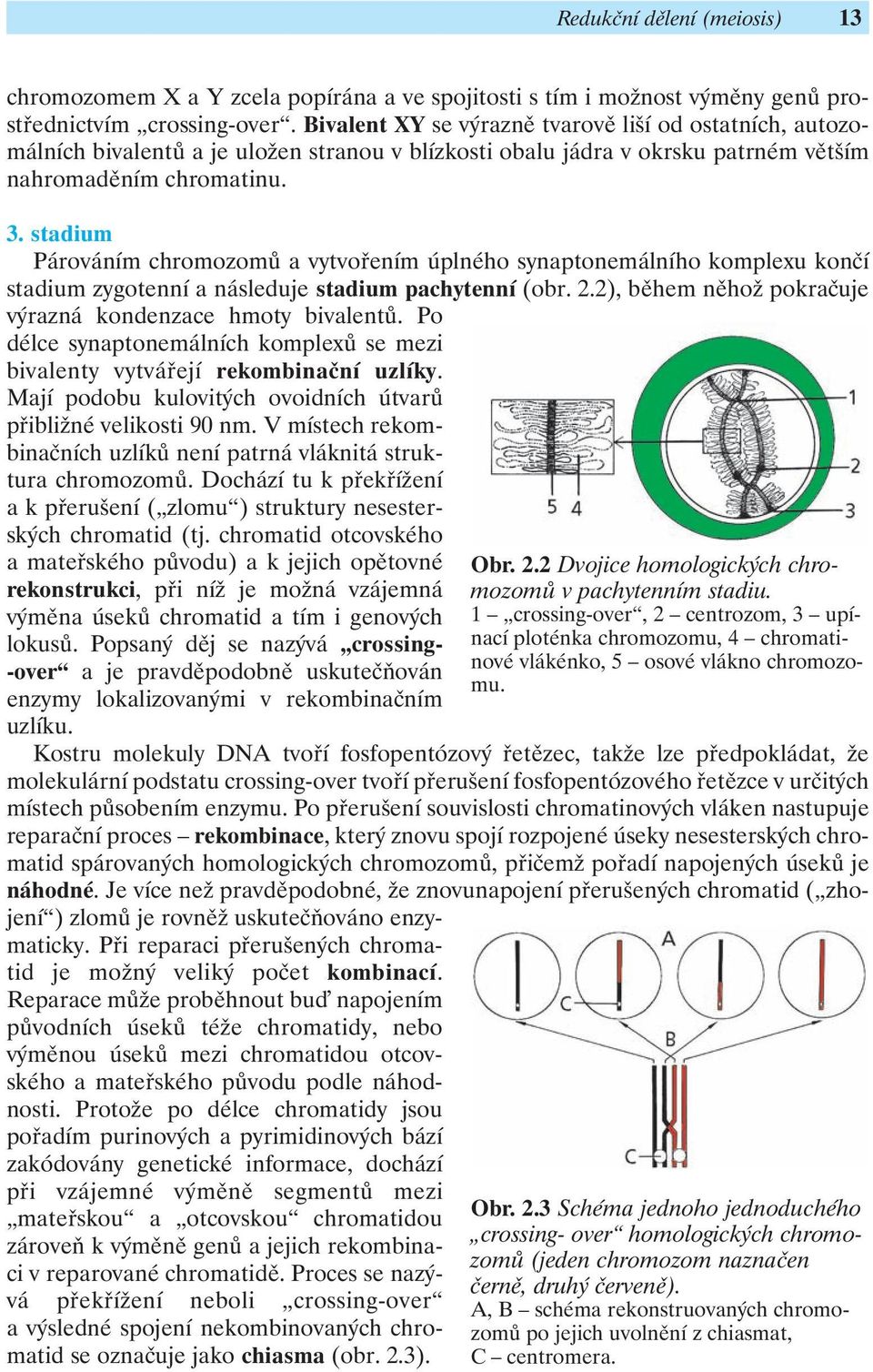 stadium Párováním chromozomů a vytvořením úplného synaptonemálního komplexu končí stadium zygotenní a následuje stadium pachytenní (obr. 2.2), během něhož pokračuje výrazná kondenzace hmoty bivalentů.