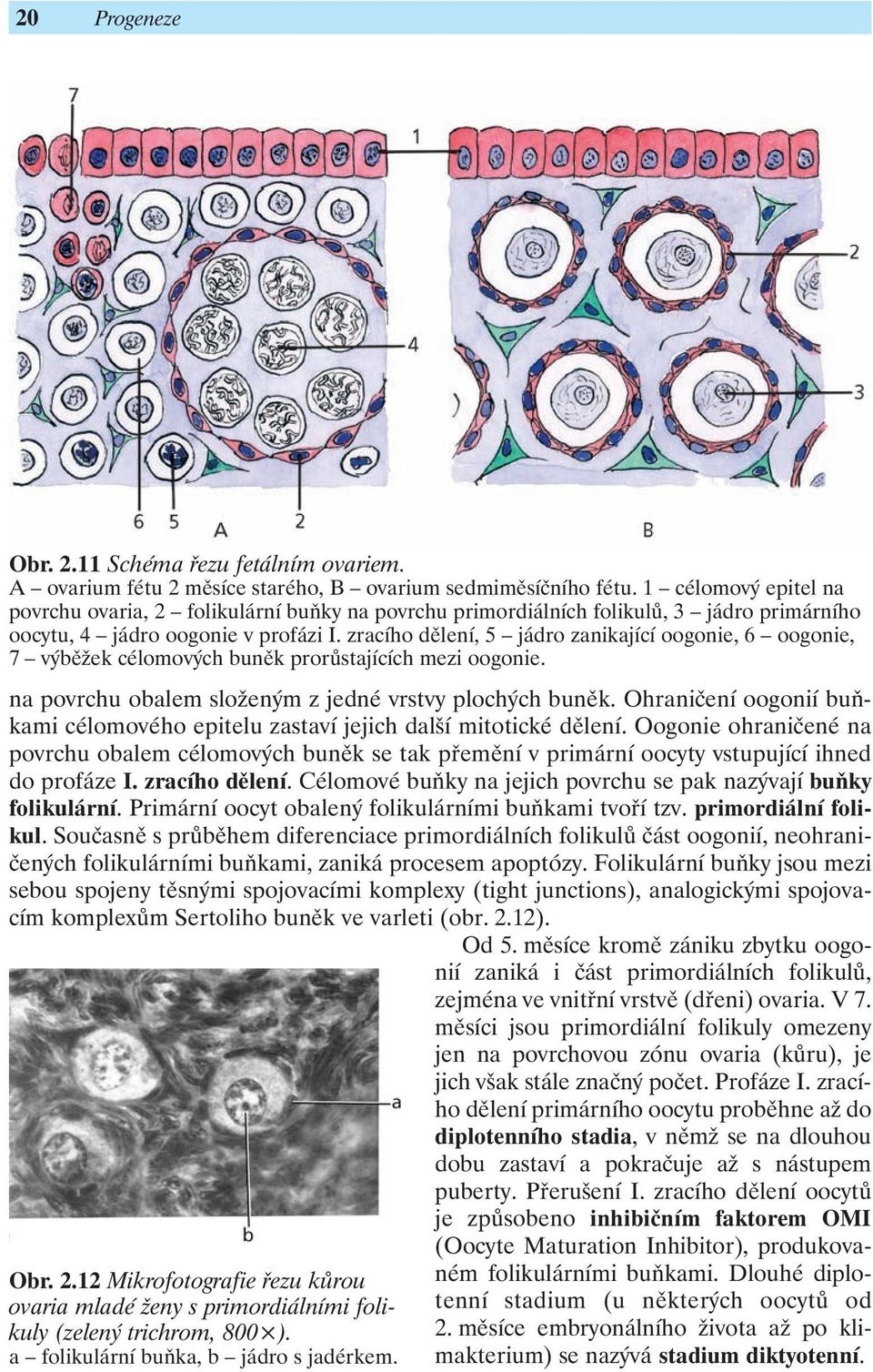 zracího dělení, 5 jádro zanikající oogonie, 6 oogonie, 7 výběžek célomových buněk prorůstajících mezi oogonie. Obr. 2.