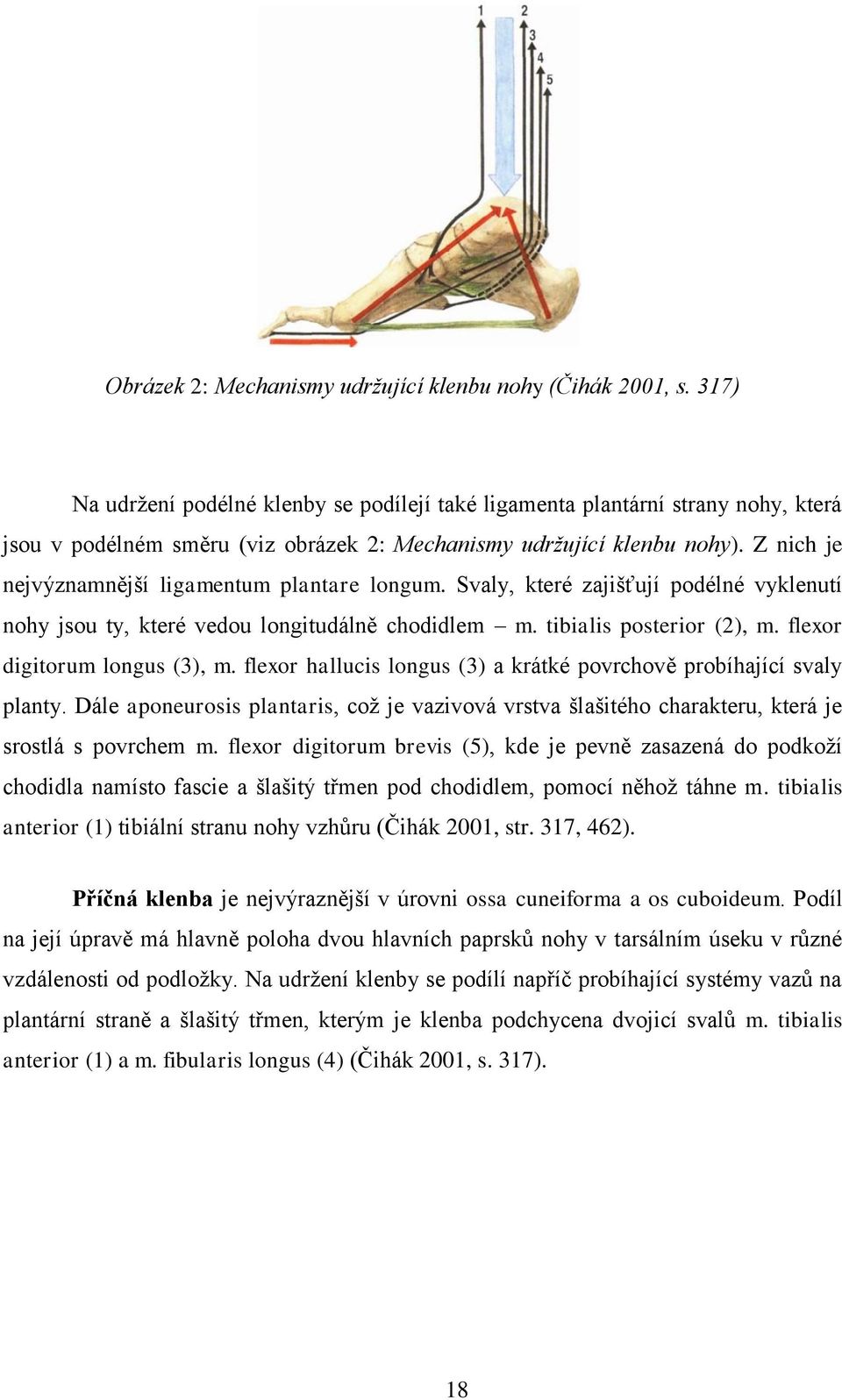 Z nich je nejvýznamnější ligamentum plantare longum. Svaly, které zajišťují podélné vyklenutí nohy jsou ty, které vedou longitudálně chodidlem m. tibialis posterior (2), m.