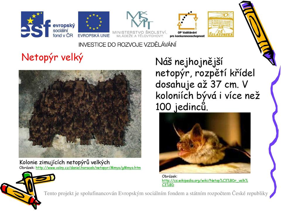 Kolonie zimujících netopýrů velkých Obrázek: http://www.volny.