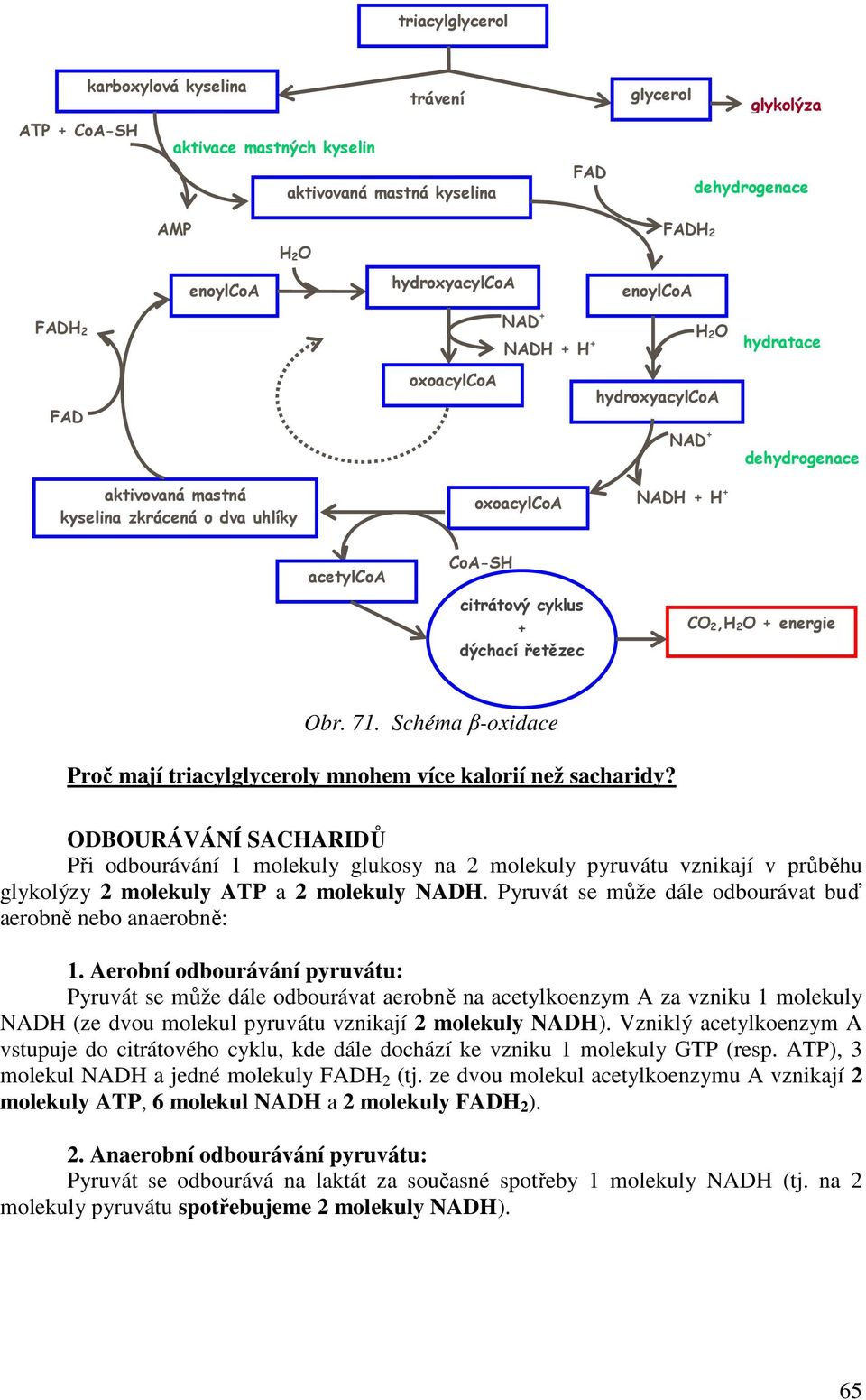 Schéma β-oxidace Proč mají triacylglyceroly mnohem více kalorií než sacharidy?