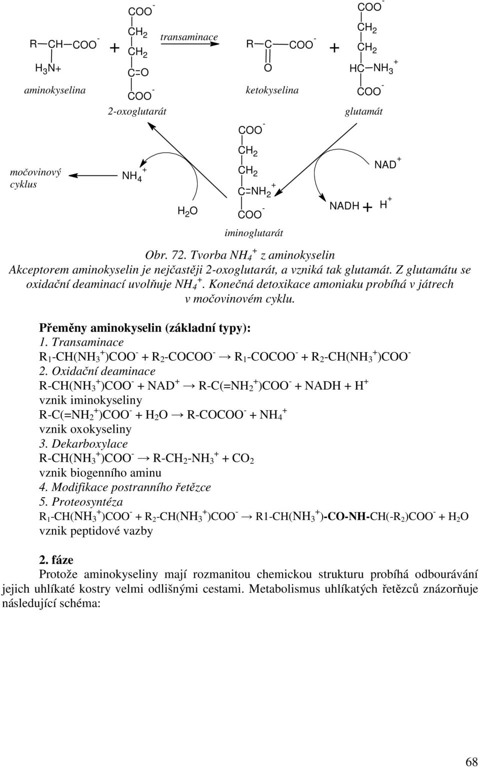 Konečná detoxikace amoniaku probíhá v játrech v močovinovém cyklu. Přeměny aminokyselin (základní typy): 1. Transaminace R 1 -(N 3 ) - R 2 - - R 1 - - R 2 -(N 3 ) - 2.