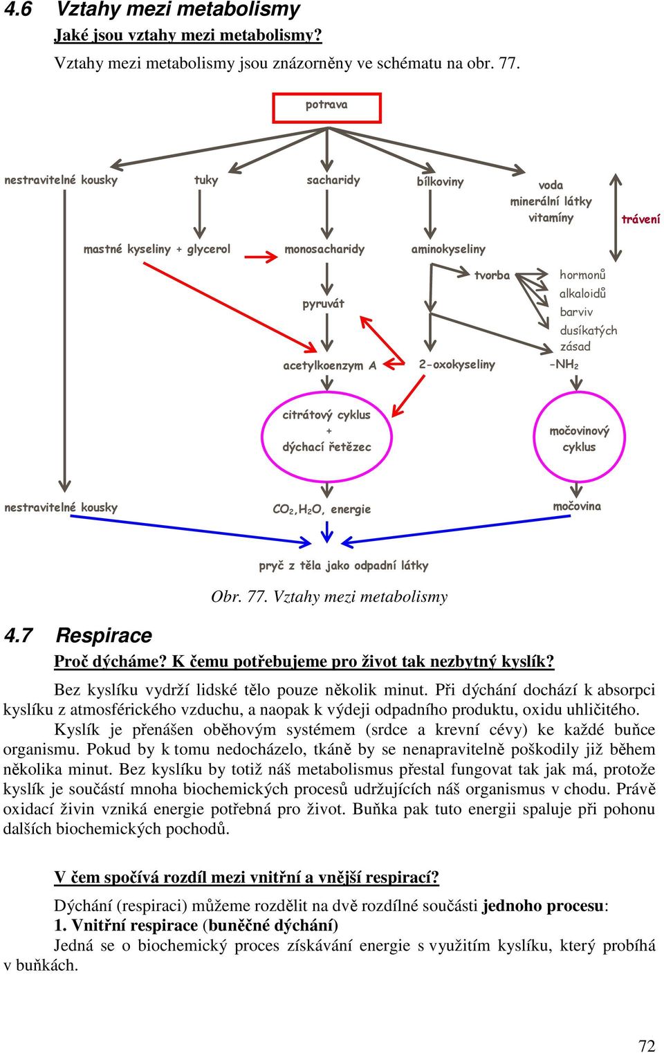 barviv oxokyseliny -N 2 dusíkatých zásad citrátový cyklus dýchací řetězec močovinový cyklus nestravitelné kousky 2, 2, energie močovina pryč z těla jako odpadní látky br. 77.