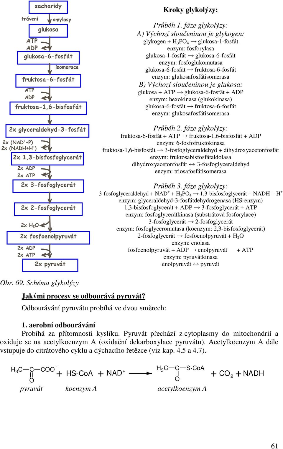 fáze glykolýzy: A) Výchozí sloučeninou je glykogen: glykogen 3 P 4 glukosa-1-fosfát enzym: fosforylasa glukosa-1-fosfát glukosa-6-fosfát enzym: fosfoglukomutasa glukosa-6-fosfát fruktosa-6-fosfát