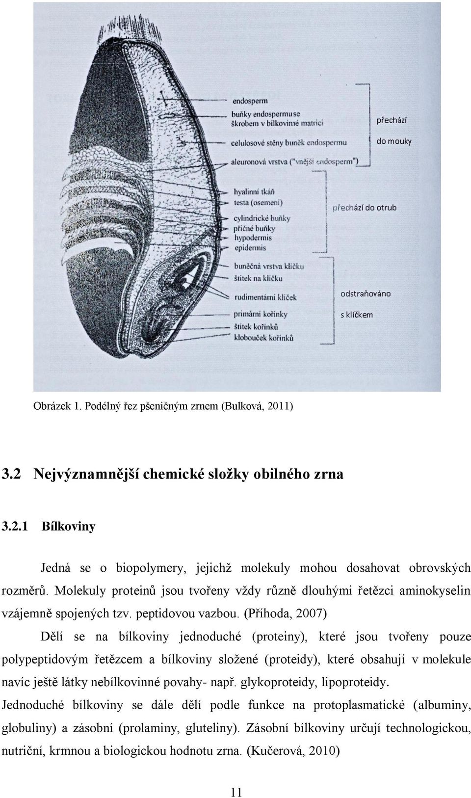 (Příhoda, 2007) Dělí se na bílkoviny jednoduché (proteiny), které jsou tvořeny pouze polypeptidovým řetězcem a bílkoviny složené (proteidy), které obsahují v molekule navíc ještě látky