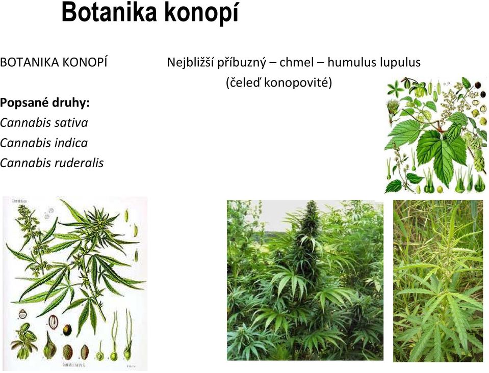 Cannabis ruderalis Nejbližší příbuzný