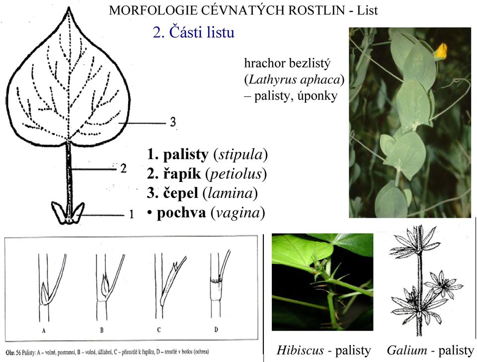 palisty (stipula) 2. řapík (petiolus) 3.