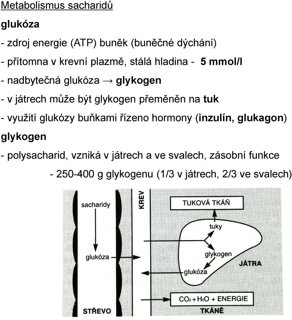 přeměněn na tuk - využití glukózy buňkami řízeno hormony (inzulín, glukagon) glykogen -