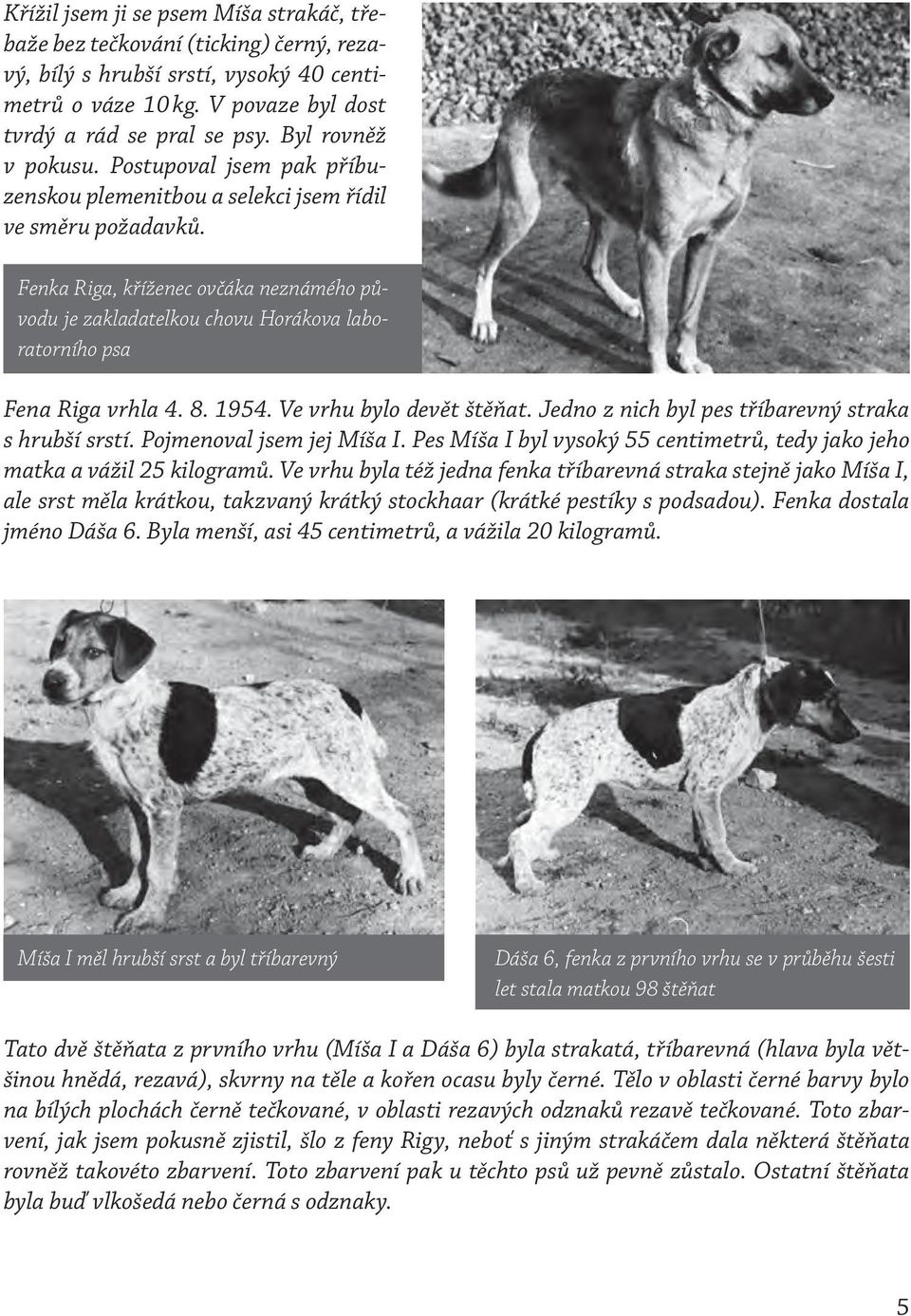 Fenka Riga, kříženec ovčáka neznámého původu je zakladatelkou chovu Horákova laboratorního psa Fena Riga vrhla 4. 8. 1954. Ve vrhu bylo devět štěňat.