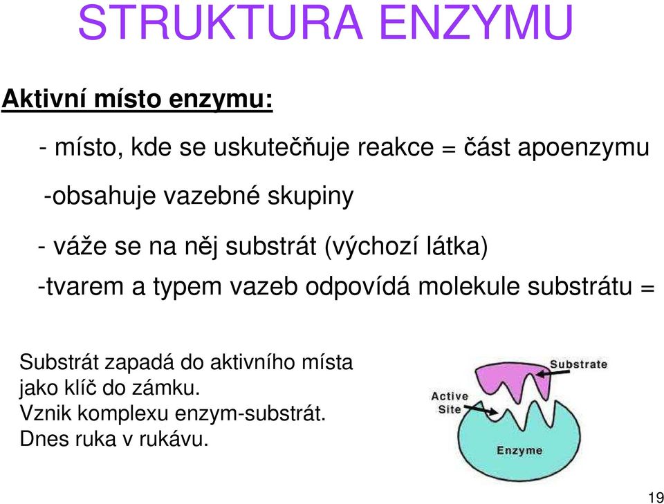 látka) -tvarem a typem vazeb odpovídá molekule substrátu = Substrát zapadá do