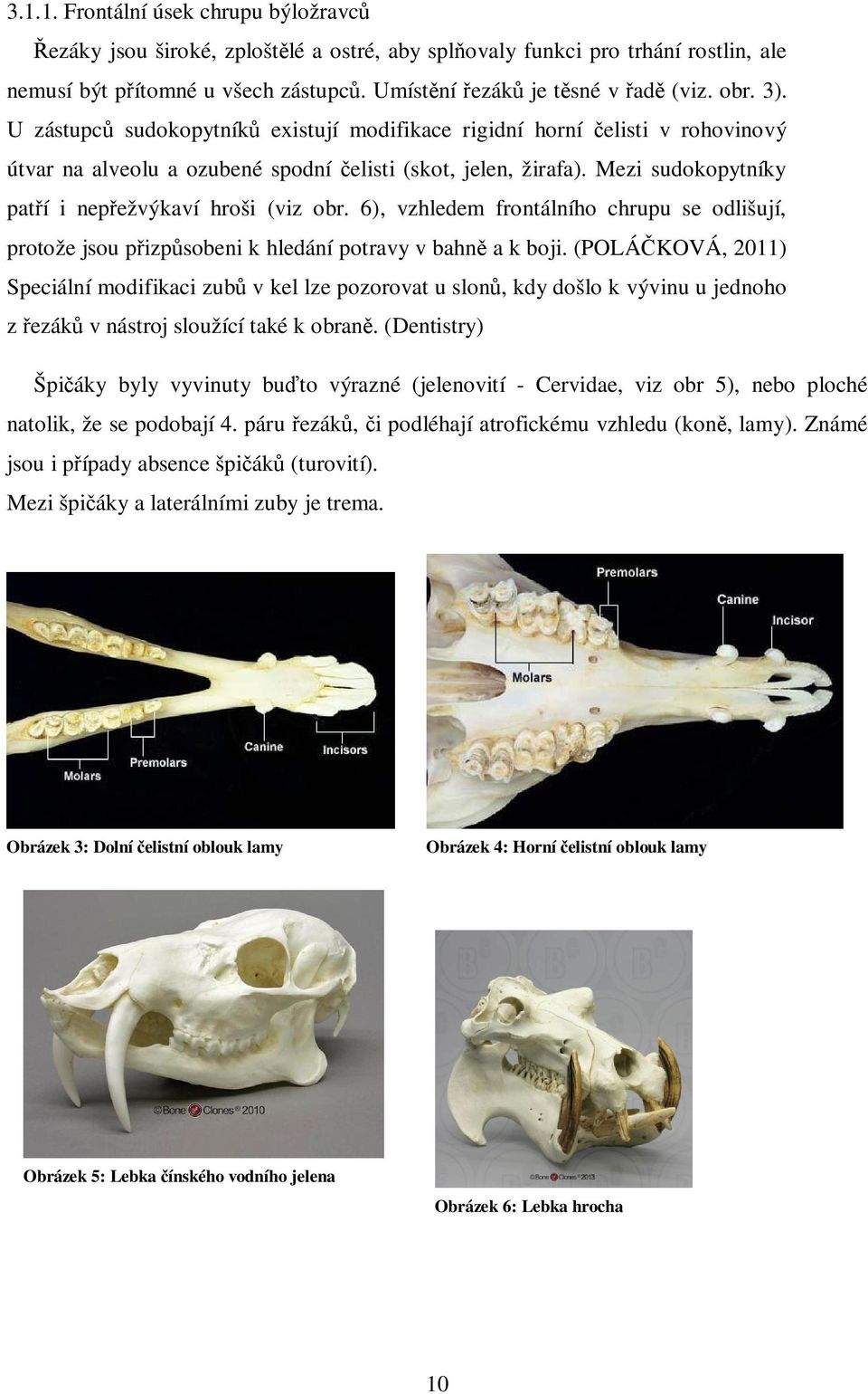 6), vzhledem frontálního chrupu se odlišují, protože jsou p izp sobeni k hledání potravy v bahn a k boji.