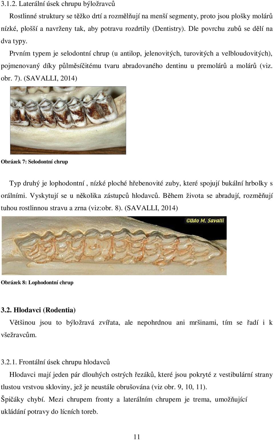 Prvním typem je selodontní chrup (u antilop, jelenovitých, turovitých a velbloudovitých), pojmenovaný díky p lm sí itému tvaru abradovaného dentinu u premolár a molár (viz. obr. 7).