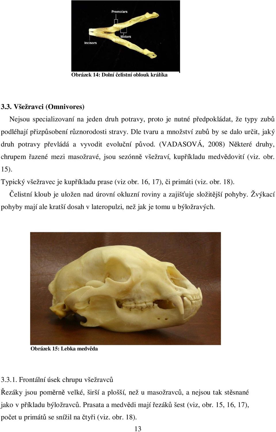 (VADASOVÁ, 2008) N které druhy, chrupem azené mezi masožravé, jsou sezónn všežraví, kup íkladu medv dovití (viz. obr. 15). Typický všežravec je kup íkladu prase (viz obr. 16, 17), i primáti (viz. obr. 18).