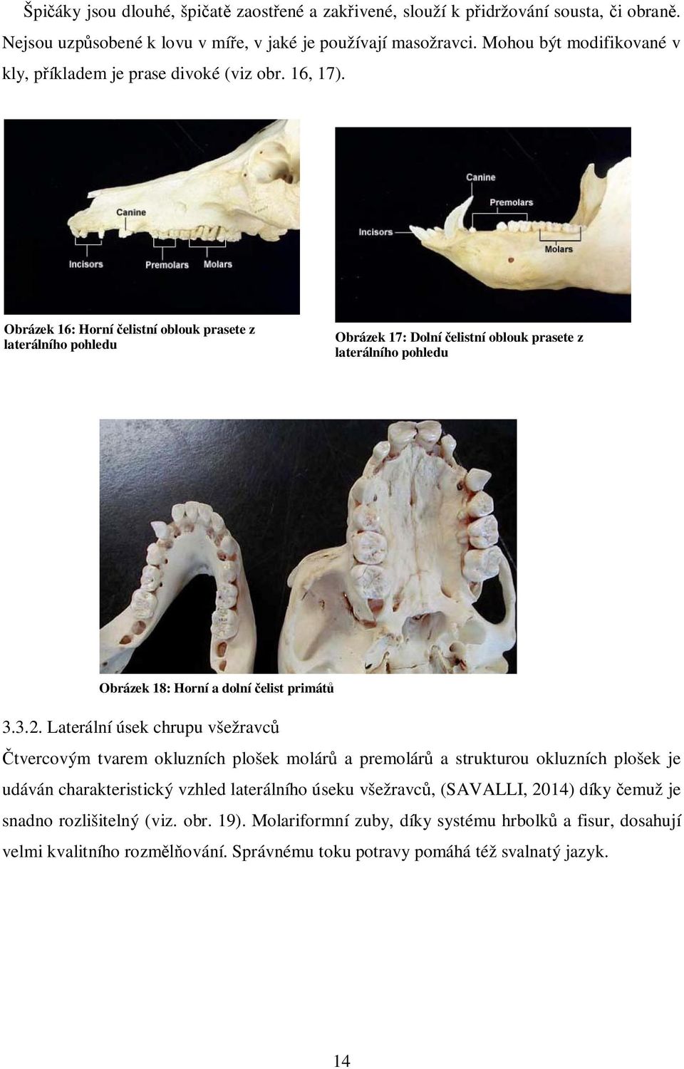 Obrázek 16: Horní elistní oblouk prasete z laterálního pohledu Obrázek 17: Dolní elistní oblouk prasete z laterálního pohledu Obrázek 18: Horní a dolní elist primát 3.3.2.