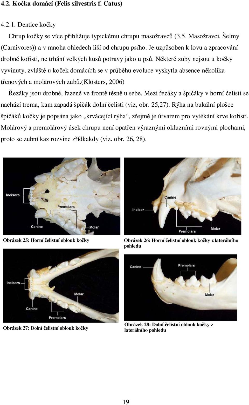 N které zuby nejsou u ko ky vyvinuty, zvlášt u ko ek domácích se v pr hu evoluce vyskytla absence n kolika enových a molárových zub.(klösters, 2006) ezáky jsou drobné, azené ve front t sn u sebe.