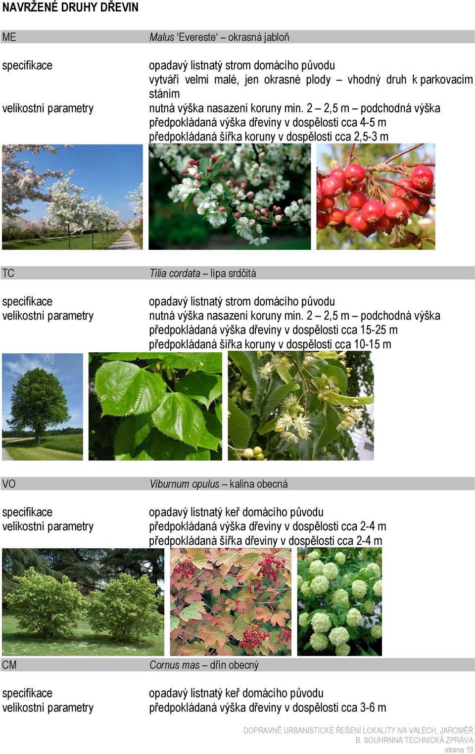 2 2,5 m podchodná výška předpokládaná výška dřeviny v dospělosti cca 4-5 m předpokládaná šířka koruny v dospělosti cca 2,5-3 m TC specifikace velikostní parametry Tilia cordata lípa srdčitá opadavý