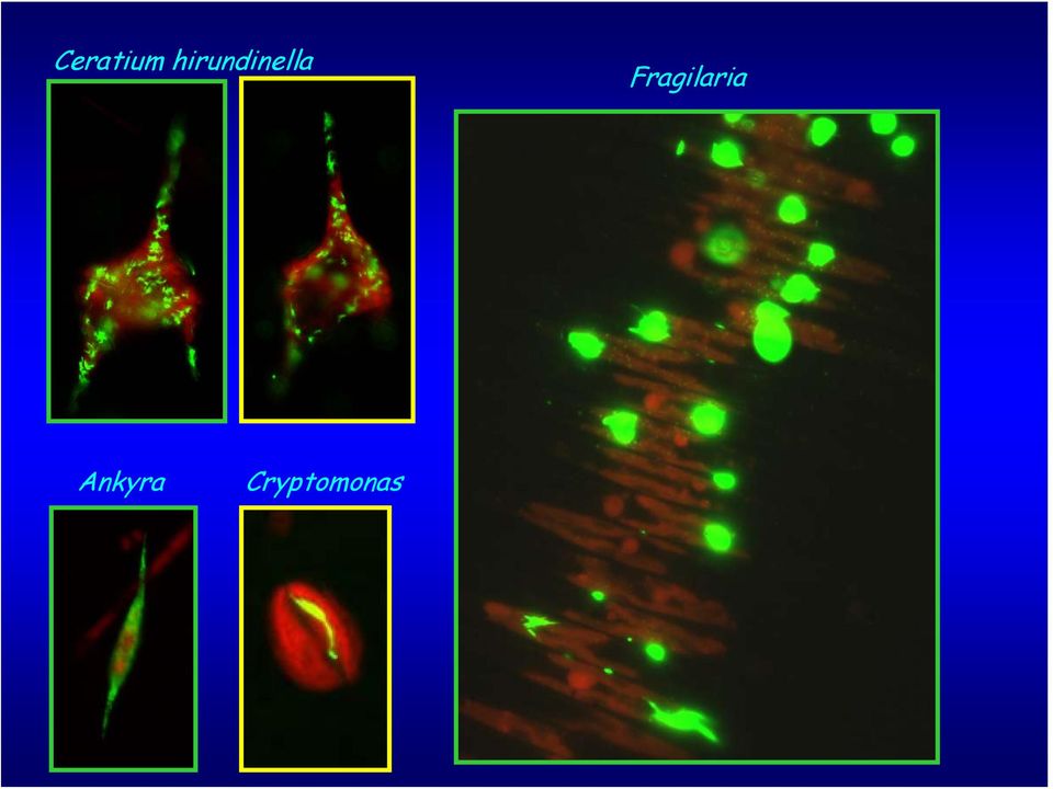 Fragilaria