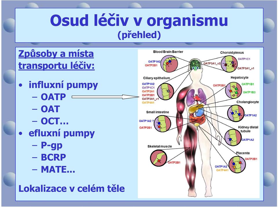 influxní pumpy OATP OAT OCT efluxní