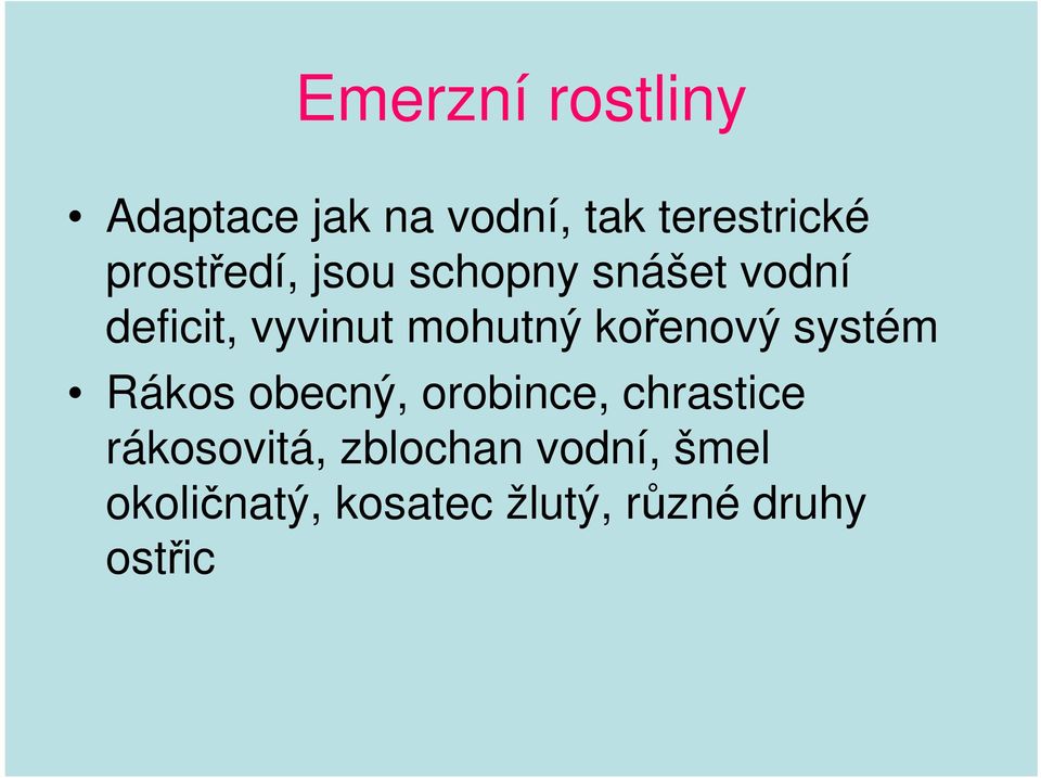 kořenový systém Rákos obecný, orobince, chrastice rákosovitá,