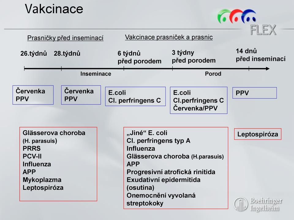 perfringens C E.coli Cl.perfringens C Červenka/PPV PPV Glässerova choroba (H.