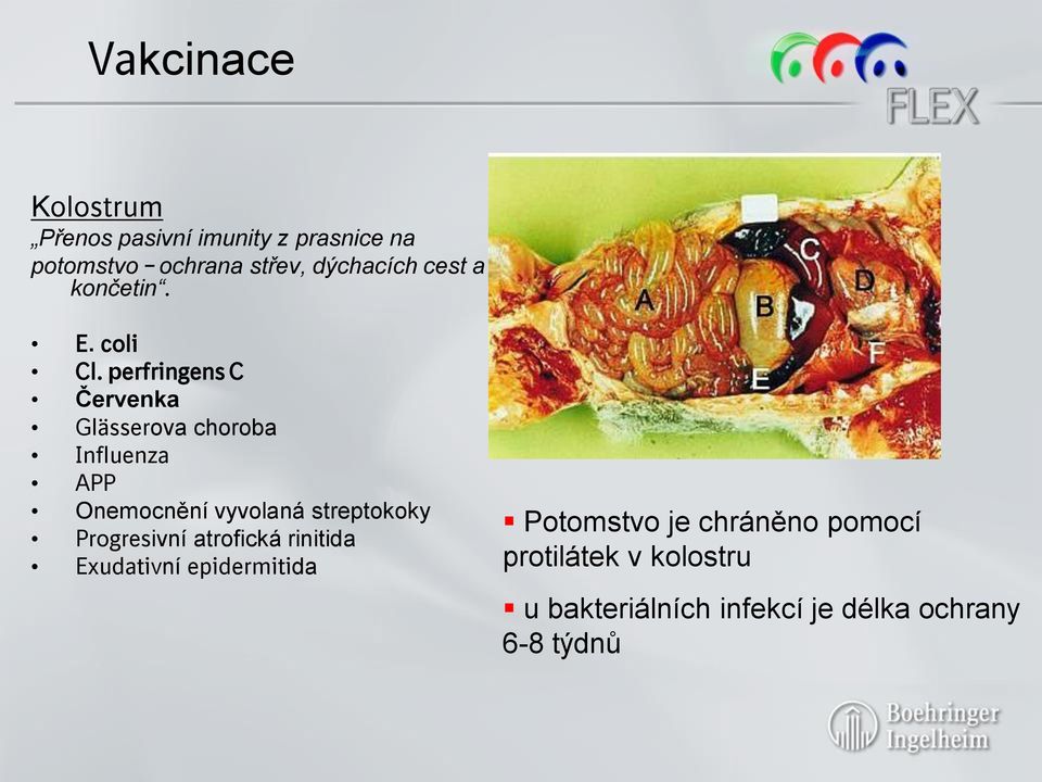 perfringens C Červenka Glässerova choroba Influenza APP Onemocnění vyvolaná streptokoky