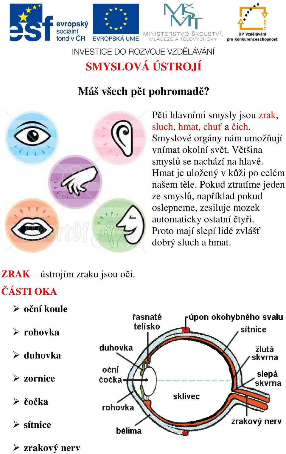 Hmat je uložený v kůži po celém našem těle.