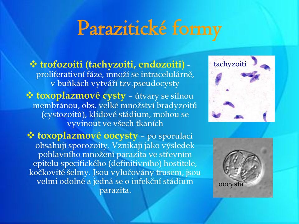 velké množství bradyzoitů (cystozoitů), klidové stádium, mohou se vyvinout ve všech tkáních toxoplazmové oocysty po sporulaci obsahují