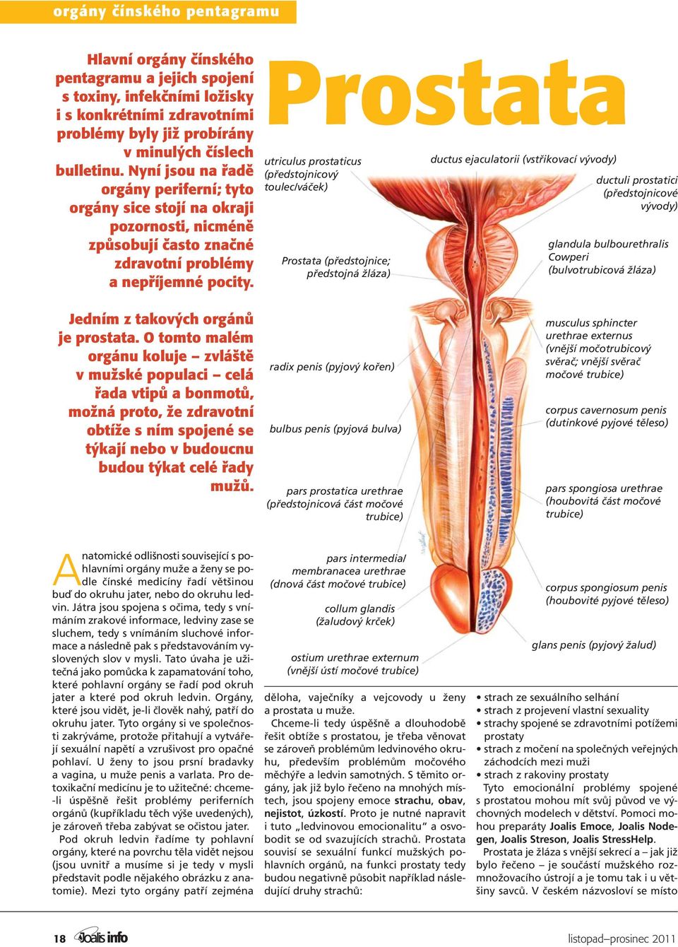 Prostata utriculus prostaticus (předstojnicový toulec/váček) Prostata (předstojnice; předstojná žláza) ductus ejaculatorii (vstřikovací vývody) ductuli prostatici (předstojnicové vývody) glandula