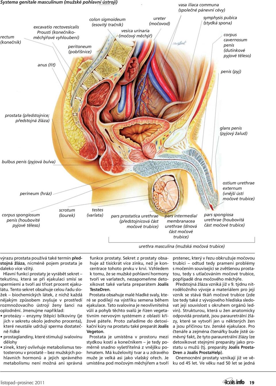 prostata (předstojnice; předstojná žláza) glans penis (pyjový žalud) bulbus penis (pyjová bulva) perineum (hráz) ostium urethrae externum (vnější ústí močové trubice) corpus spongiosum penis