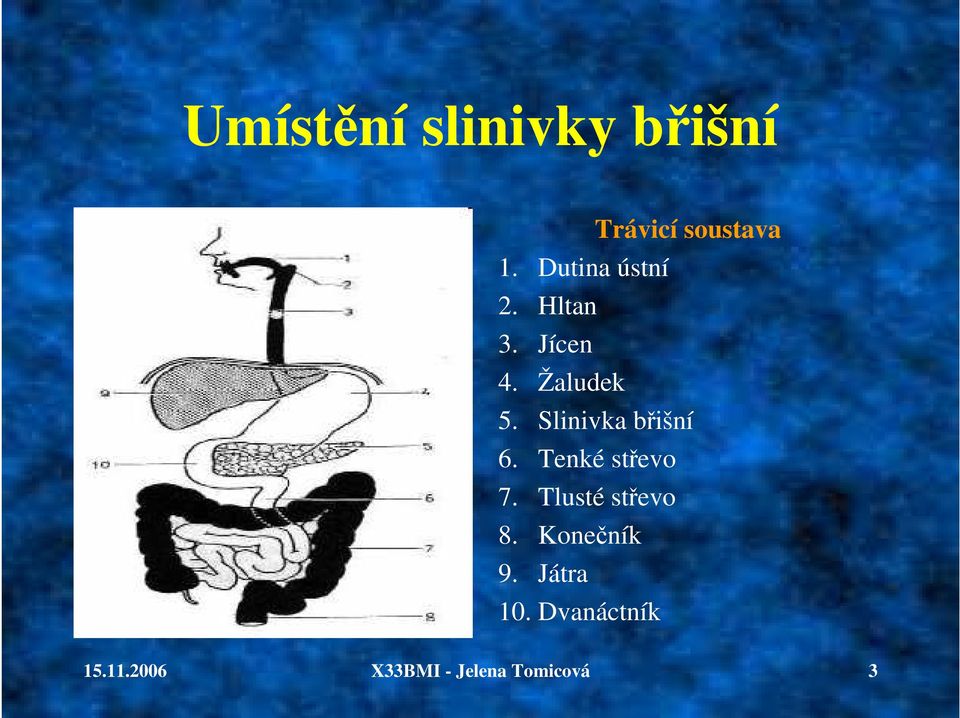 Slinivka břišní 6. Tenké střevo 7. Tlusté střevo 8.