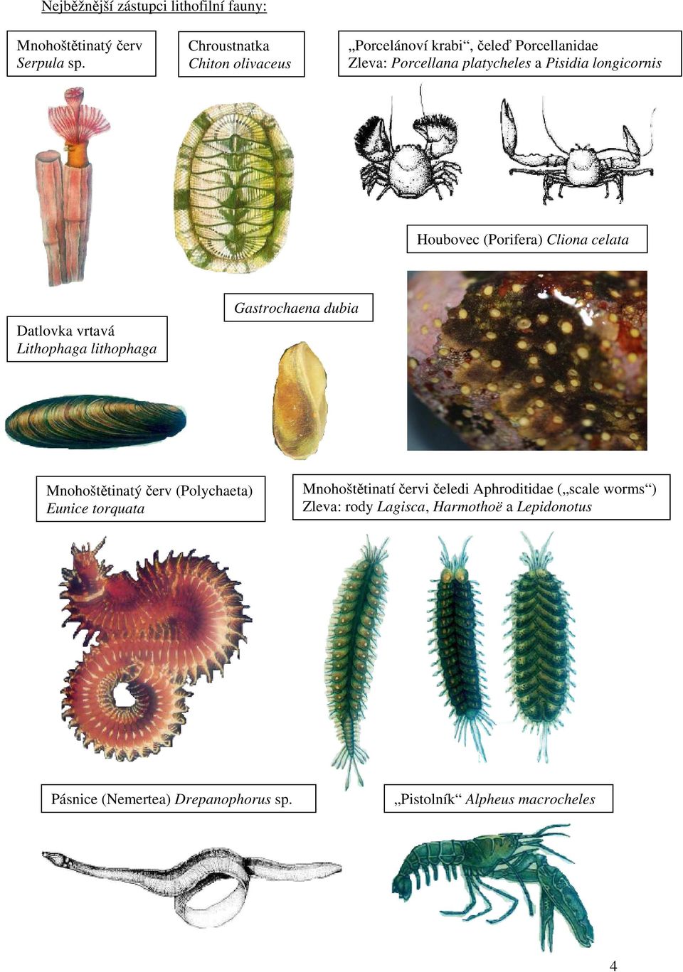 Houbovec (Porifera) Cliona celata Datlovka vrtavá Lithophaga lithophaga Gastrochaena dubia Mnohoštětinatý červ (Polychaeta)